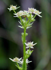 Alepidea