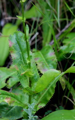 Alepidea
