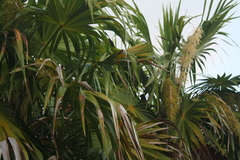 Thrinax radiata