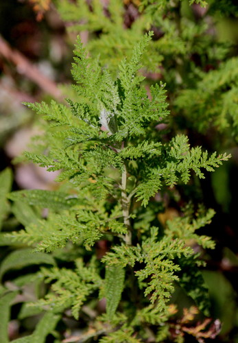 African wormwood