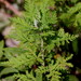 African Wormwood - Photo (c) Ricky Taylor, some rights reserved (CC BY-NC), uploaded by Ricky Taylor