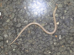 Sonora taylori