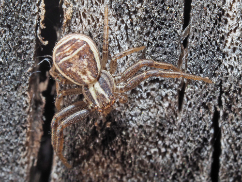 Guobinis krabvoris nuotrauka