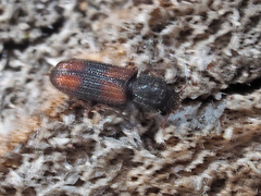 Bitoma crenata