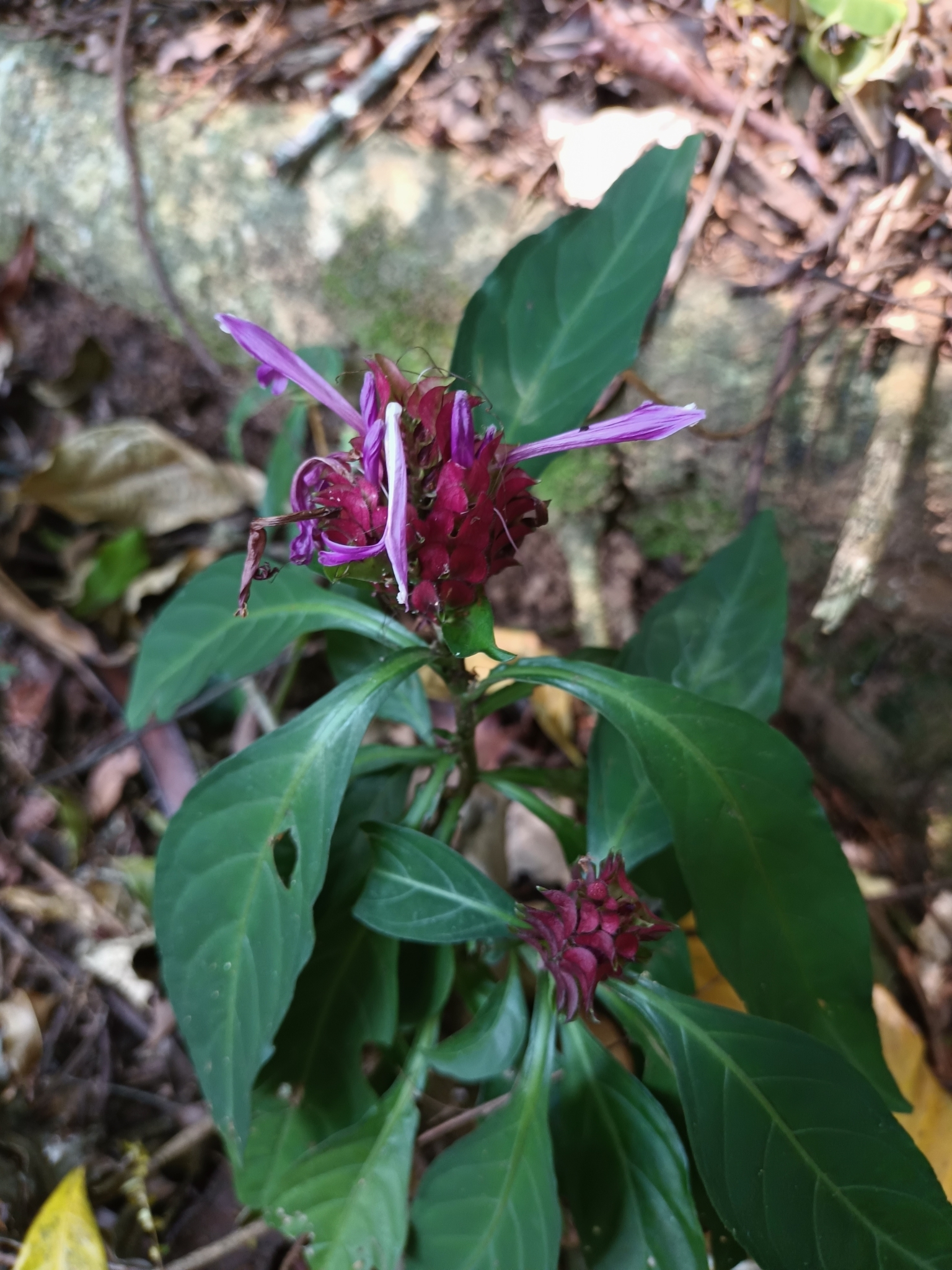 Afelandra-coral