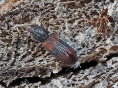 Bitoma crenata