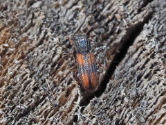 Bitoma crenata