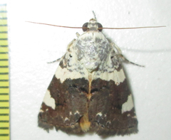 Acontia trychaenoides