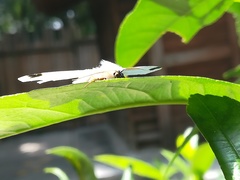 Sericoptera
