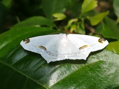 Sericoptera