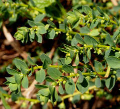 Andrachne telephioides