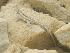 Microlophus occipitalis