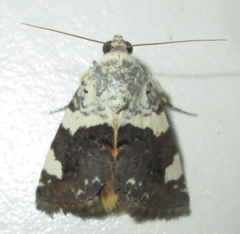 Acontia trychaenoides