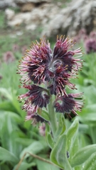 Solenanthus stamineus