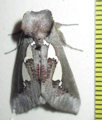 Antiophlebia bracteata