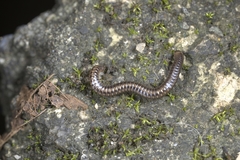 Anaulaciulus tonginus