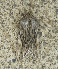 Cucullia pulla