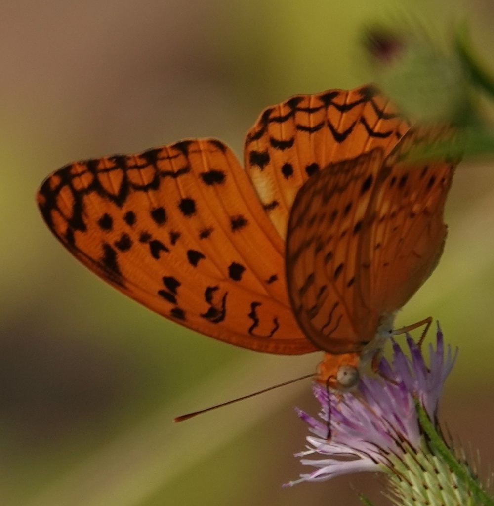 Common Leopard from Mumbai, Maharashtra 400101, India on November 4 ...