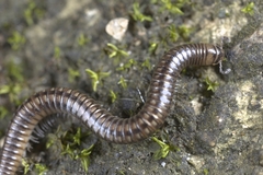 Anaulaciulus tonginus