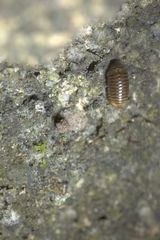 Zephronia profuga