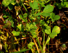 Medicago rugosa