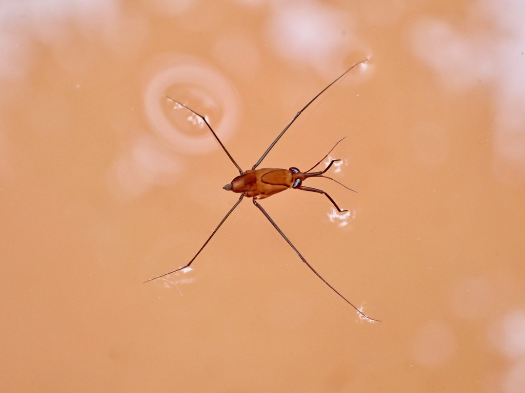 Brachymetra