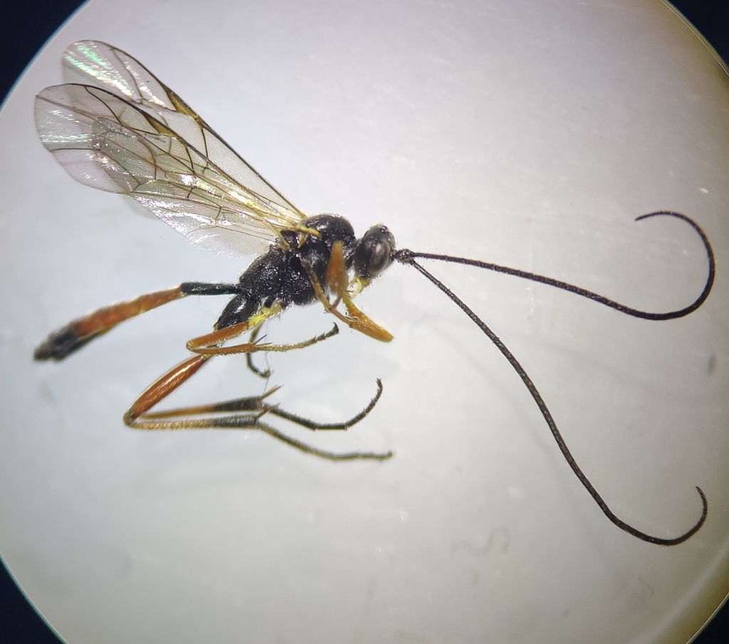 Lagarotis semicaligata