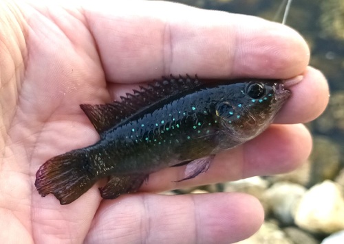 African jewelfish (Hemichromis letourneuxi) — Cichlidae — 4