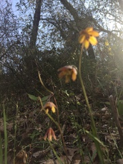 Fritillaria micrantha