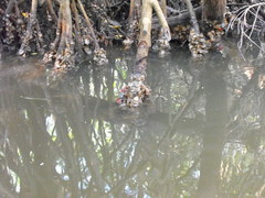 Crassostrea rhizophorae