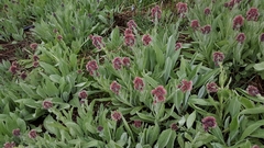 Solenanthus stamineus