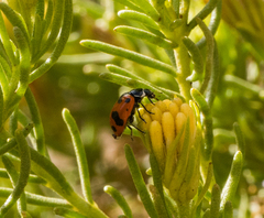 Hippodamia glacialis lecontei