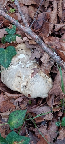 Rubroboletus satanas — (c) Алена Ручка, some rights reserved (CC BY)