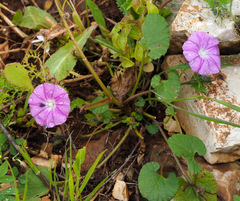 Convolvulus coelesyriacus