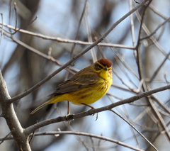 Setophaga palmarum hypochrysea