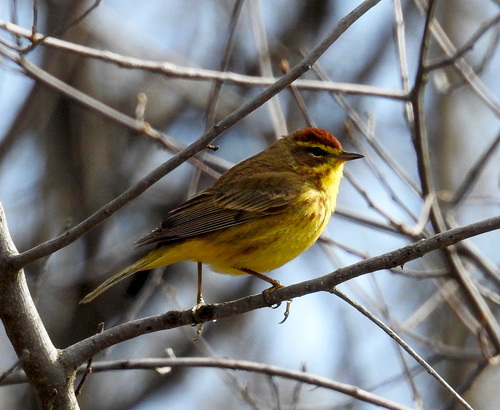 Palm Warbler, photo 8 of 10