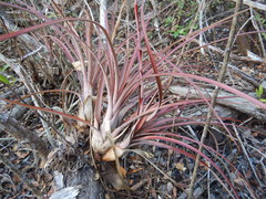 Tillandsia fasciculata