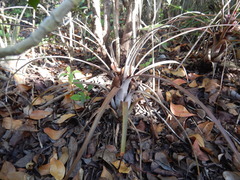 Tillandsia fasciculata