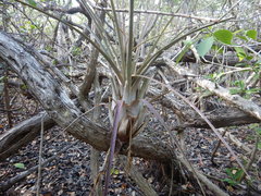 Tillandsia