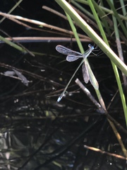 Lestes plagiatus