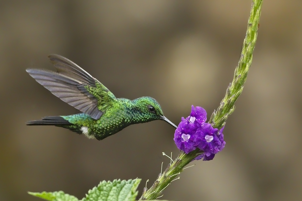 Garden Emerald photo