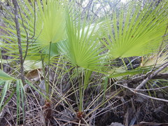 Acoelorraphe wrightii