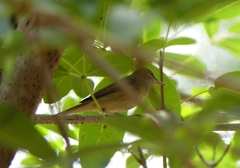 Phylloscopus griseolus