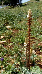 Orobanche palaestina