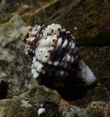 Paciocinebrina circumtexta