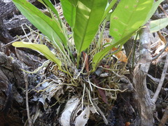 Anthurium schlechtendalii