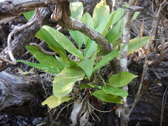 Anthurium schlechtendalii