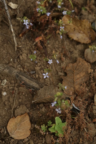 Cyananthus fasciculatus