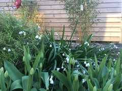 Leucojum