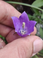 Campanula herminii, photograph (c) Vicente Lopes, some rights reserved (CC BY)